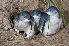(Wikipedia) Little Blue Penguins exiting a burrow