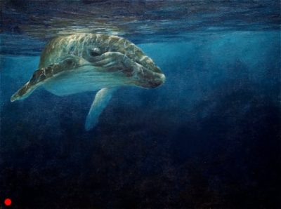 Humpback Whale Calf