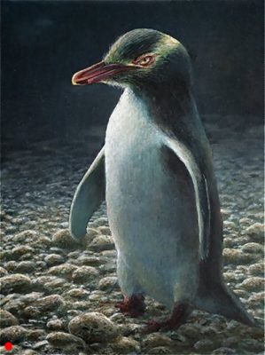 Yellow Eyed Penguin