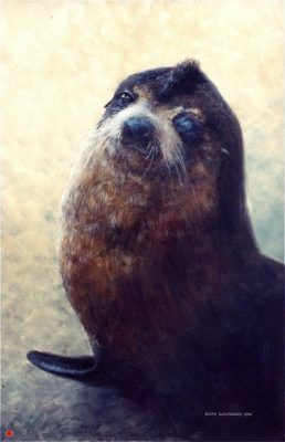 Sub-Antarctic Fur Seal